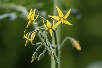 Flower of tomato (Solanum lycopersicum), Baden-Württemberg, Germany, Europe