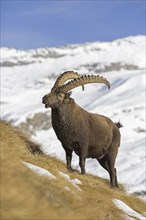 Alpine ibex (Capra ibex) male foraging in the snow in winter in the Gran Paradiso National Park,