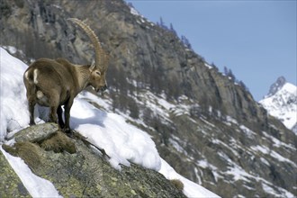 Alpine ibex (Capra ibex) foraging in the mountains of the Alps in the snow in winter, Gran Paradiso