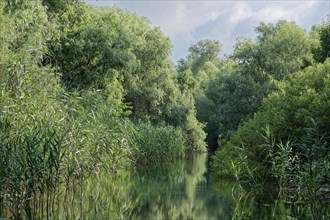 Waterway on a branch of the Danube at Lacul Isac in the UNESCO Danube Delta Biosphere Reserve.