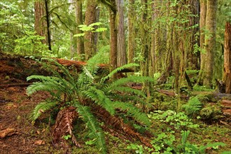 Temperate rainforest, Vancouver Island, British Columbia, Canada, North America