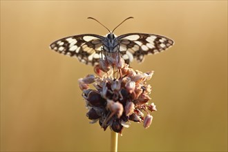 Marbled white (Melanargia galathea) in cold torpor on the flower of rocambole (Allium