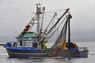 Fishing boat pulling a full net of pink salmons (Oncorhynchus gorbuscha) out of the sea, Prince