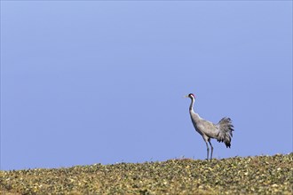 Common crane, Eurasian crane (Grus grus) standing in field during late winter migration