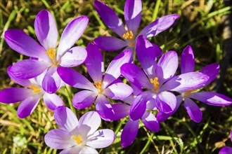 Spring bloomers in the Great Garden