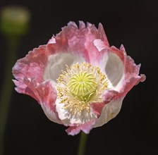 Poppy (Papaver), flower in pink and white, close-up, Ternitz, Lower Austria, Austria, Europe