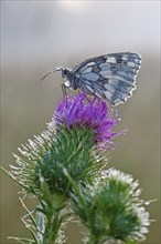 Marbled white (Melanargia galathea) in cold torpor on a thistle, Middle Elbe Biosphere Reserve,