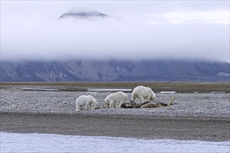 Scavenging polar bears (Ursus maritimus) mother with two cubs feeding on carcass of stranded dead