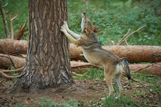 European gray wolf (Canis lupus), standing on hind leg on tree in forest, Germany, Europe