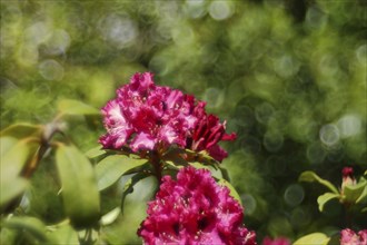 Red rhododendron (Rhododendron) flower, with bokeh in the background, in a garden, Wilden, North