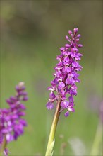 Man's orchid (Orchis mascula), inflorescence in a meadow, Hesse, Germany, Europe