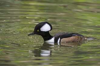 Hooded merganser (Lophodytes cucullatus) adult male in breeding plumage swimming in lake in spring,