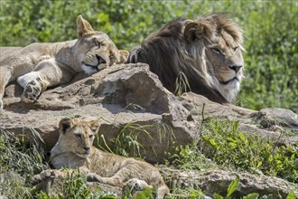 African lion (Panthera leo) pride, male with lioness and juvenile resting and sunning on warm rocks