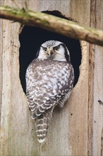 Boreal owl (Aegolius funereus) sit in front of a cave, captive, Germany, Europe