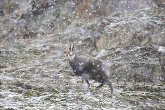 Chamois (Rupicapra rupicapra) male on mountain slope during snowfall in winter in the European Alps