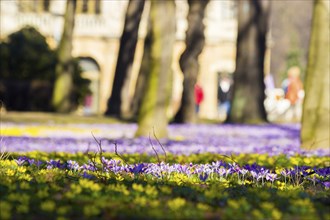 Spring bloomers in the Great Garden