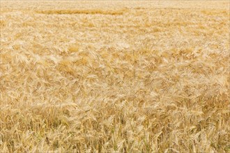 Grain fields near Lauenstein