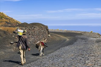 Natives with donkeys on paths around vulcano on Fogo. Cabo Verde. Africa