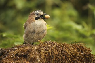 Eurasian jay (Garrulus glandarius) with acorn, Allgäu, Bavaria, Germany, Europe