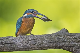 Common kingfisher (Alcedo atthis) Young bird, male, with water snail in beak, Middle Elbe Biosphere