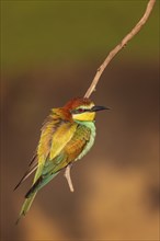 Bee-eater (Merops apiaster) Warming up at sunrise, plumage fluffed up up, Middle Elbe Biosphere