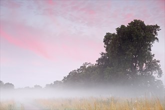 Morning atmosphere on the meadows of the Elbe floodplain, Middle Elbe Biosphere Reserve,