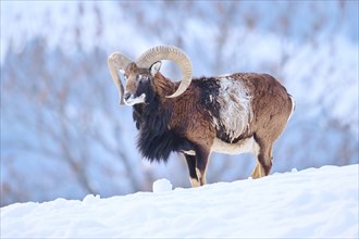 European mouflon (Ovis aries musimon) ram on a snowy meadow in the mountains in tirol, Kitzbühel,