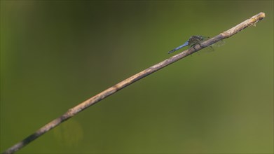 Close-up, black-tailed skimmer (Orthetrum cancellatum), male, Neustadt am Rübenberge, Germany,