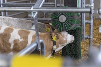 Playpen of breeding cattle, a rotating brush takes care of the calf's coat, Stuttgart,