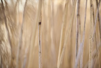 Common reed (Phragmites australis) stems, detail, Upper Palatinate, Bavaria, Germany, Europe