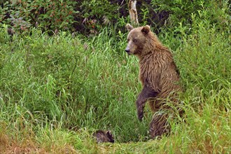 Brown bear (Ursus arctos) standing on hind legs in tall grass looking at camera, her cub sitting in