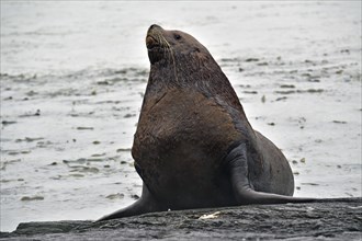 Steller sea lion (Eumetopias jubatus) poses sitting on a rock and looking at the camera, Prince