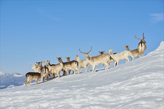 European fallow deer (Dama dama) pack on a snowy meadow in the mountains in tirol, Kitzbühel,