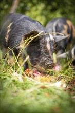 Domestic pig in the green, Amsterdam, Netherlands