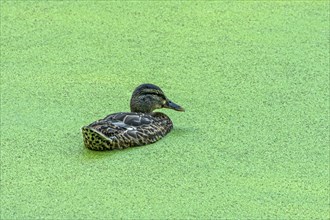 Mallard (Anas platyrhynchos) female swimming on pond with duckweeds (Lemna), Meisebach Park, Bad