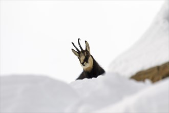 Chamois (Rupicapra rupicapra) in the snow in winter, Gran Paradiso National Park, Italian Alps,