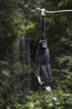 Lar gibbon, white-handed gibbon (Hylobates lar) native to Indonesia, Laos, Malaysia, Myanmar and