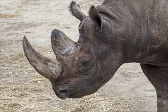 Black rhinoceros, black rhino, hook-lipped rhinoceros (Diceros bicornis) close-up of head and horn,