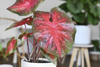 Bright red leaf of exotic Caladium Red Flash houseplant