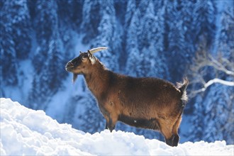 Domestic goat (Capra hircus) on a snowy meadow in winter, tirol, Kitzbühel, Wildpark Aurach,