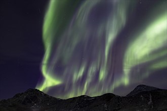 Northern Lights (Aurora borealis) in green and pink over the beach of Haukland, Lofoten, Norway,