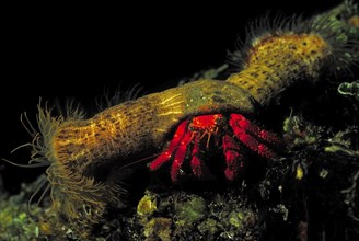 Red hermit crab (Dardanus arrosor) with parasitic anemones, Ponza, Italy, Mediterranean Sea, Europe