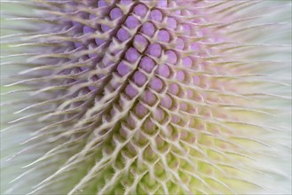 Wild teasel (Dipsacus fullonum), inflorescence in front of flowering, close-up, North