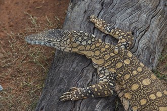 Lace Monitor (Varanus varius), Lone Pine sanctuary, Brisbane, Queensland, Australia, Oceania