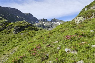 Rotsandspitze and Scharnock with alpine roses, Schladminger Tauern, Göriach, Lungau, Salzburg