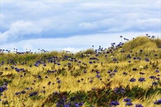 Dune Landscape, Blue and White lilies of the nile (Agapanthus), Love Flowers, Isle of Tresco, Isles