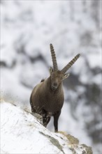 Alpine ibex (Capra ibex) male with large horns foraging on mountain slope in the snow in winter,