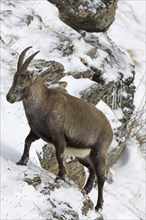 Alpine ibex (Capra ibex) female foraging on mountain slope in the snow in winter, Gran Paradiso