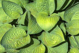 Leaves of a hosta, Bavaria, Germany, Europe