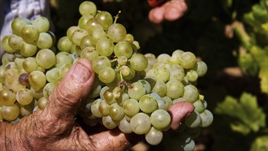 Hand of a winegrower holding ripe green grapes, freshly picked from the vineyard, Sicilian wine,